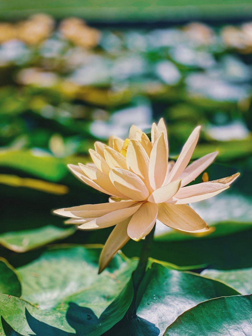 Bild på Lugnetklinikens logga